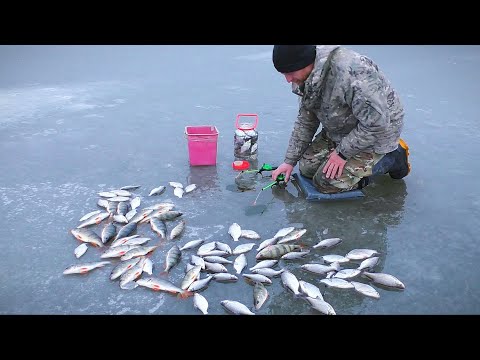 Видео: ЩЕДРЫЙ ПЕРВЫЙ ЛЁД. СИЖУ НА ЛЬДИНЕ В ОДИНОЧКУ. Бешеный клёв на зимней рыбалке.