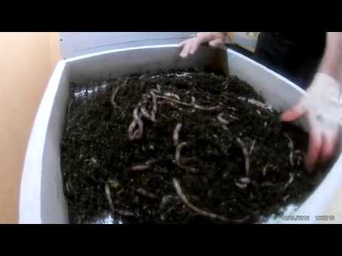 Видео: Сколько живет Дендробена? Заметки практика.