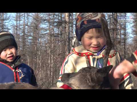 Видео: Эвенкия. Оленные люди. Фильм Сергея Герасимова