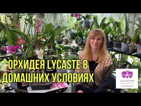 Видео: ОРХИДЕЯ  Lycaste уход в домашних условиях