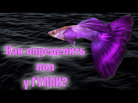 Видео: КАК ОПРЕДЕЛИТЬ ПОЛ У ГУППИ - аквариумистика