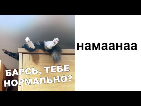 Видео: Лютые приколы. ЛЮТЫЙ КОТЭ