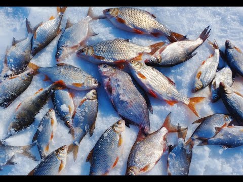 Видео: Зимняя рыбалка #6!