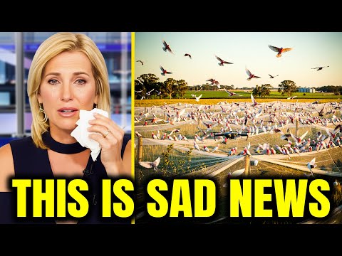 Видео: Наука против природы: борьба Австралии за контроль над дикими попугаями