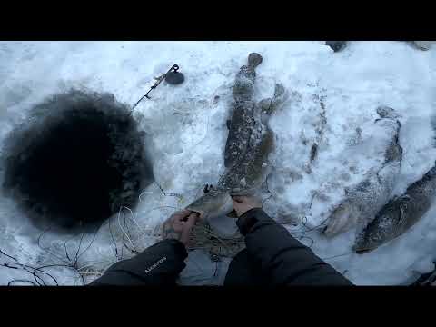 Видео: (25)Зимняя рыбалка вот это улов на Енисее.