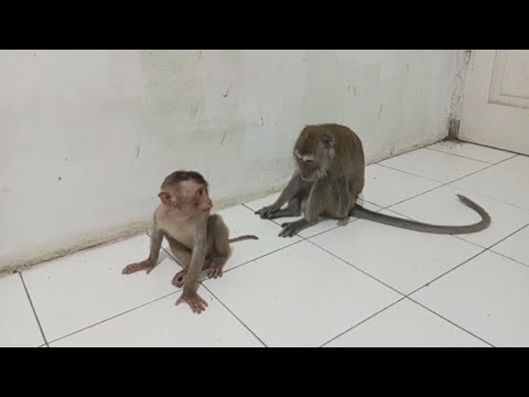 Видео: Темон знакомится с обезьянкой-инвалидом Джони. Обезьянка-инвалид Джони‼️