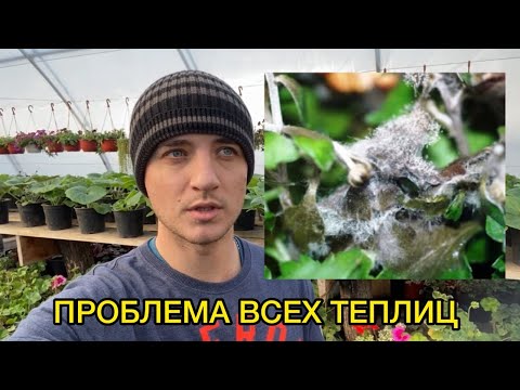 Видео: СЕРАЯ ГНИЛЬ - ВСЕГО ОДНА ОБРАБОТКА В МЕСЯЦ СПАСЕТ!  2 РАБОЧИХ ПРЕПАРАТА.
