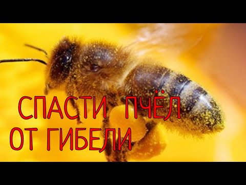 Видео: НЕ ДОПУСТИТЬ ГИБЕЛЬ ПЧЕЛИНЫХ СЕМЕЙ