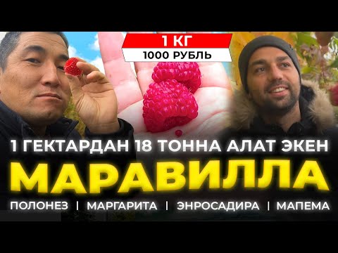 Видео: Сезондо 4.500.000 сом табам десеңер ушул сортторду тиккиле! Эң КИРЕШЕЛҮҮ бизнес!