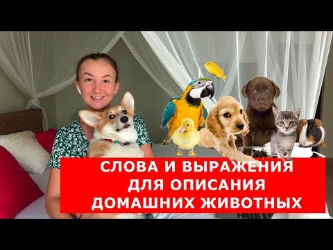 Видео: Слова и выражения для описания домашних животных. Английский для начинающих