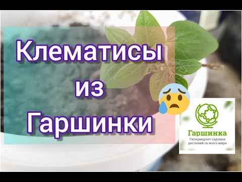 Видео: Клематисы из Гаршинки/Обзор посылки/Что стало с саженцами через 2 недели/Мое разочарование.