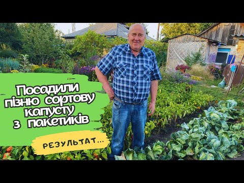 Видео: Посадили пізню сортову капусту з пакетиків. Результат…