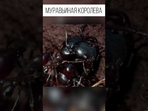 Видео: Кто достоин королевы муравьёв. Обряд посвящения