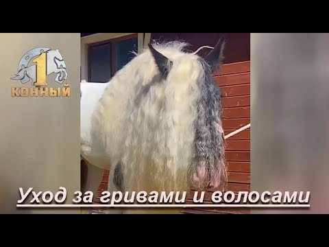 Видео: Уход за гривами и хвостами
