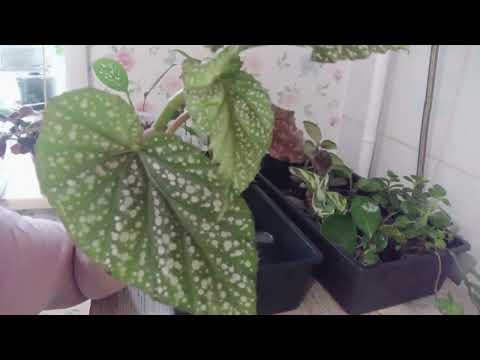 Видео: Осенняя распродажа комнатных растений. Излишки комнатных растений. Комнатные растения почтой. 