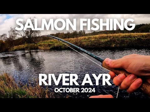 Видео: 🍂🍁Последний заброс на лосося 2024 года на реке Эйр в Мьюиркирке 🎣🐟