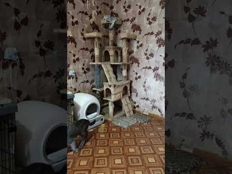 Видео: ТРАГИЧЕСКОЕ СТЕЧЕНИЕ ОБСТОЯТЕЛЬСТВ😢