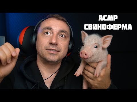 Видео: АСМР СВИНОФЕРМА