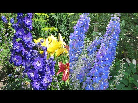 Видео: Подзимний посев дельфиниума  Как сеять под зиму