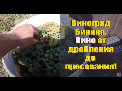 Видео: Как правильно сделать белое вино из винограда БИАНКА. Сухое и полусладкое белое вино .