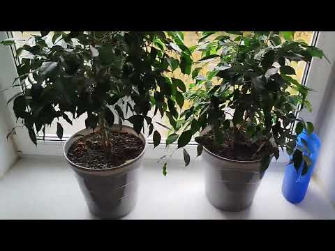 Видео: Влог:лучшая подкормка для фикусов и др. И немного болтовни... 