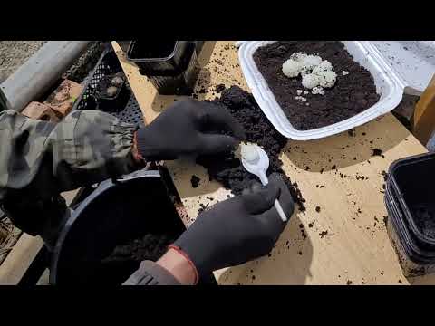 Видео: Сбор икры улитки muller maxima 2022