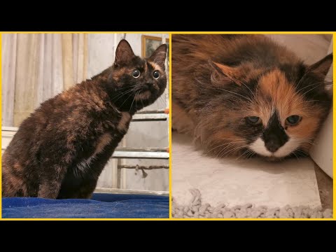 Видео: Знакомство двух кошек, уличной и домашней.