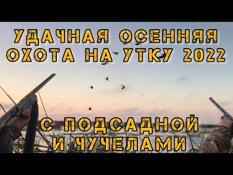 Видео: Утиные истории. Удачная охота на утку осень 2022. Охота с подсадной и чучелами. Много уток в угодьях