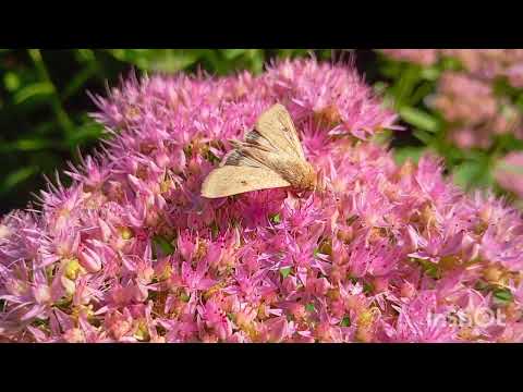 Видео: Обрізаю та пересаджую рослини, бо вже осінь🌿🌸🌹🇺🇦