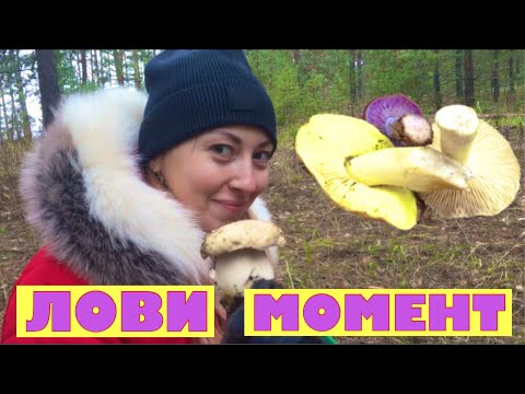 Видео: Грибы в конце ноября.
