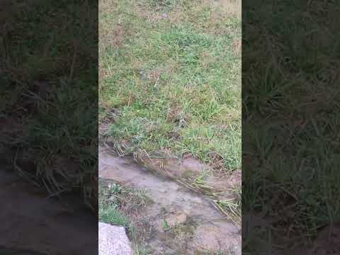 Видео: 160. Г. Жолбунова