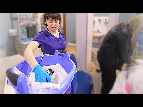 Видео: Рождение щенков! Никто не ждал столько! Роды у собаки.