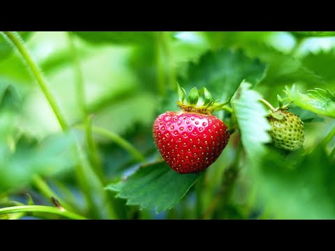 Видео: Клубника Елизавета 2 описание сорта.  Как посадить ремонтантную клубнику весной