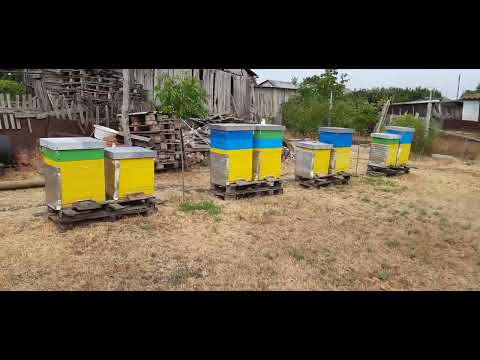 Видео: Облаштування пасіки! (роздуми)