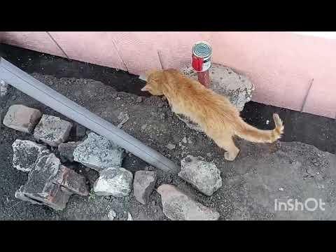 Видео: Продолжаем стройку. Армию . Пакет сухофрукты и пастила. Переселение цыплят. Новые жильцы.