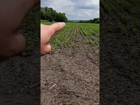 Видео: післядія гербіциду. боримось за життя сої, поки програємо...