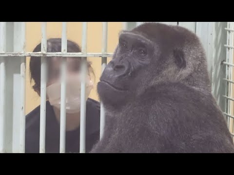 Видео: Горилла⭐️ Во время беременности Генки просит у смотрителя зоопарка больше угощений, чем обычно.