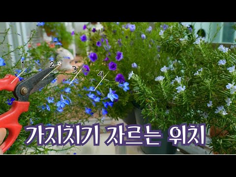 Видео: [4K]Советы по предотвращению высыхания и отмирания после обрезки