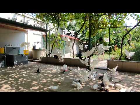 Видео: Бойние голуби. Гоняем голубей в линьке. 04.09.25 Грузия Тбилиси