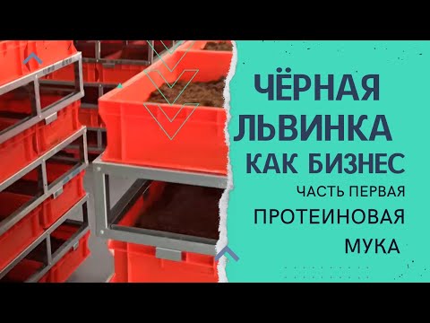 Видео: Чёрная львинка как бизнес. Часть первая. Мука протеиновая.