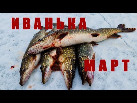 Видео: Мартовская ИКРЯНКА дала жАру! Такой фортель от щуки я ещё не видел! Ловля щуки на жерлицы