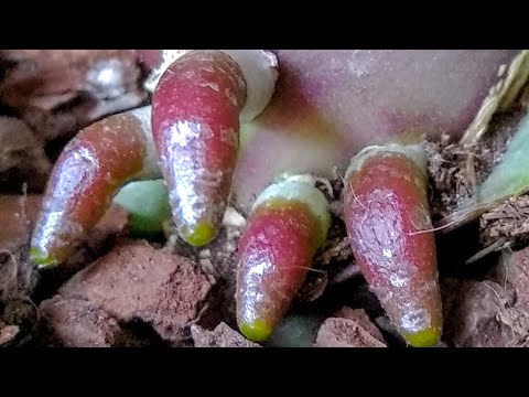 Видео: РАЗБУДИ орхидеи ЙОДОМ! корни ВРАЗ! орхидеи ПОДКОРМКА ЙОДОМ! ПОЛИВ корней орхидеи!