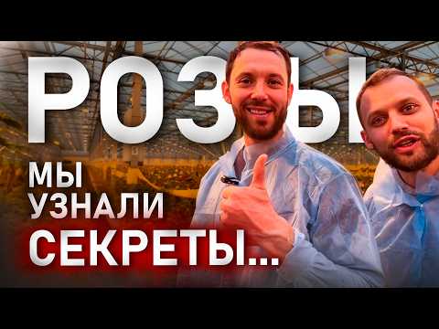 Видео: 🌹 КАК ВЫРАЩИВАЮТ РОЗЫ: от посадки до упаковки? Экскурсия в Зеленый Дом. Выращивание роз в теплице.
