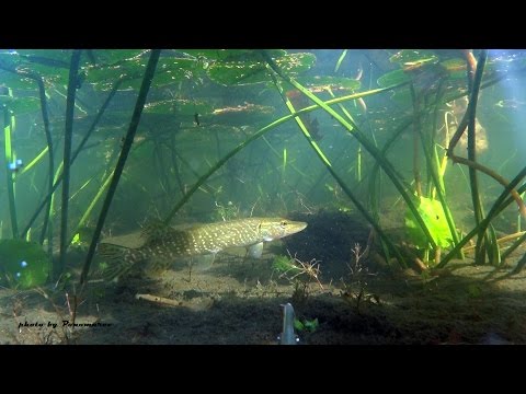 Видео: Подводные красоты оз. Бараус