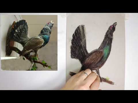 Видео: Зарисовка чучела глухаря