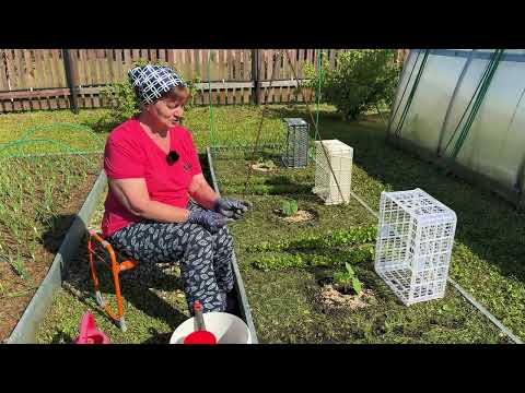 Видео: Огурцы. Большой урожай гарантирован. Про желтые листья.