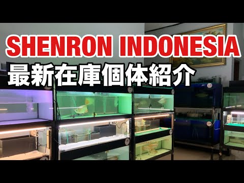 Видео: Представляем новейшие акции SHENRON INDONESIA