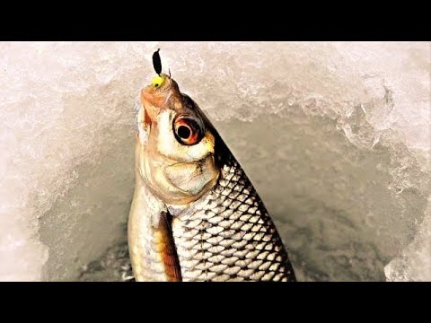 Видео: СЕКРЕТЫ  ловли в глухозимье плотвы  Ловля на мормышку зимой