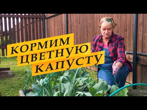 Видео: Цветная капуста. Подкормка и уход.