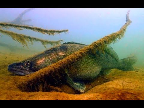 Видео: ТАКАЯ РАЗДАЧА РАЗ В ЖИЗНИ ПО 16 ШТУК С ЛУНКИ рыбалка зимой на судака